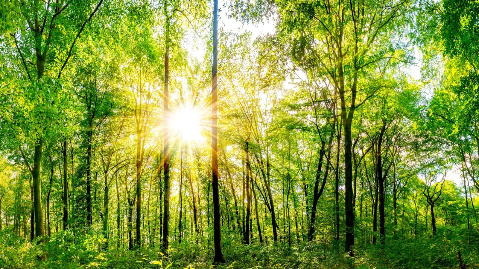 La energía solar ayuda al medioambiente