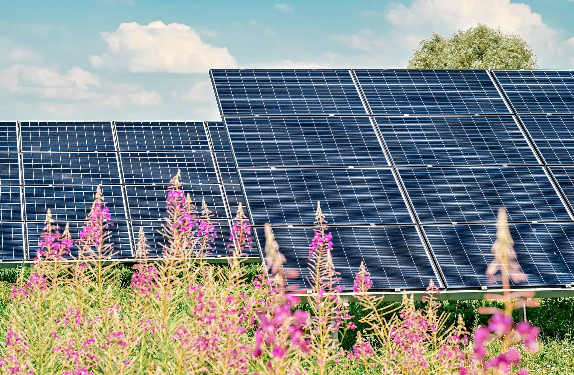 solar panel array