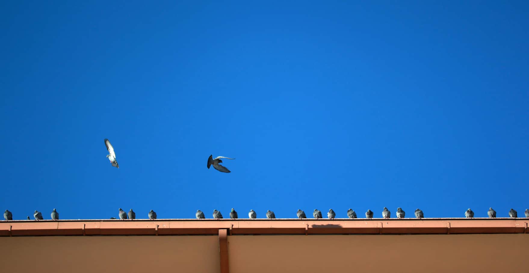 Pigeon proof